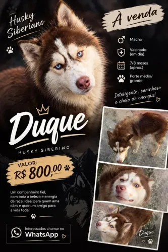 Husky Siberiano Macho