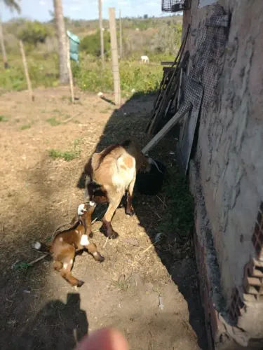 Trabalhador rural