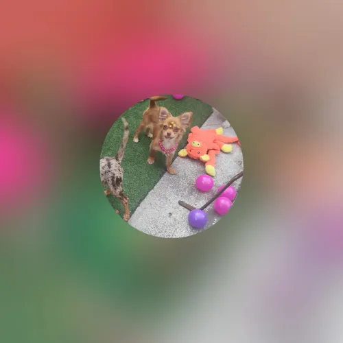 Chihuahua pêlo longo com 4 meses