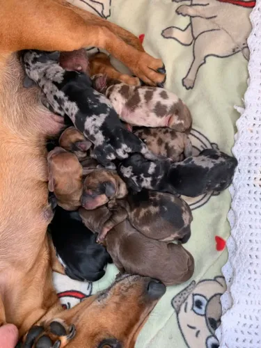 Filhotes de Dachshund para reserva
