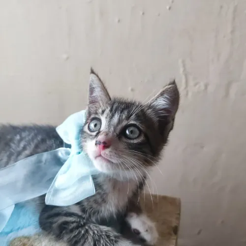 Filhote de gato para adoção 