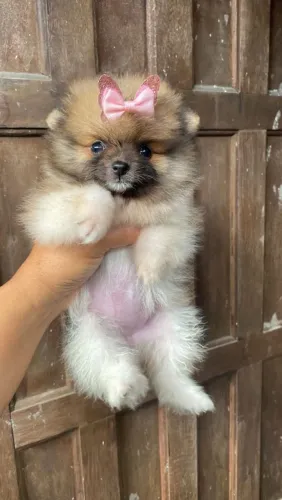Lulu da Pomerânia