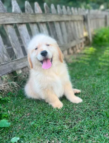 Filhote macho Golden Retriever - Com pedigree - Entregamos em Casa