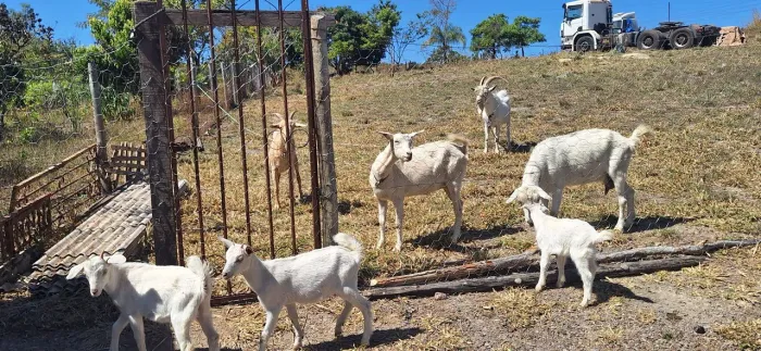 Lote de cabras Sanne muito bem cuidadas
