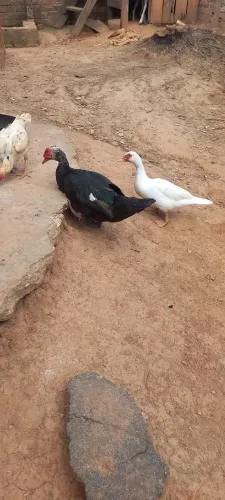 Patos disponível