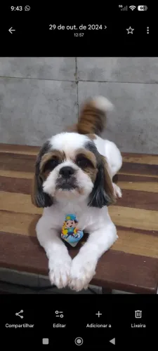 Doação Shitzu macho