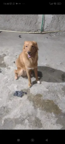 Ele é muito carinhoso, manso e brincalhão 