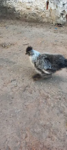 Pinto sedosa do Japão 