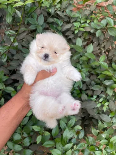 Fêmea - Lulu da Pomerania