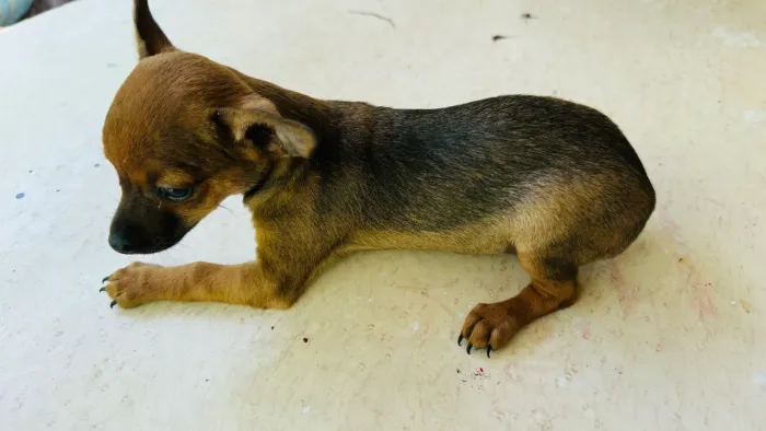 Vendo cachorro pinscher N?1