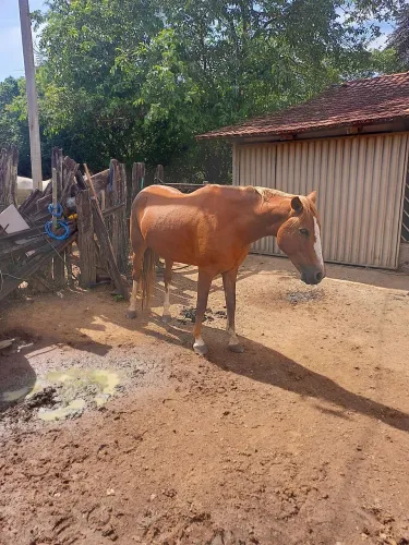 Egua potra