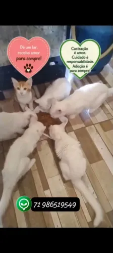 Gatinhos para adoção responsável 