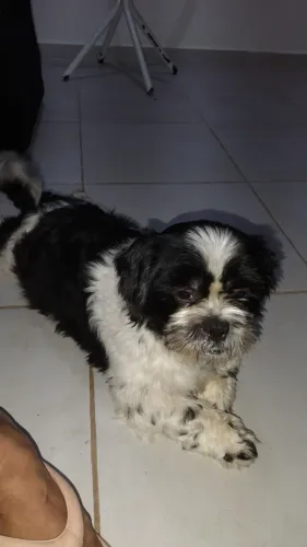 Adoção responsável 