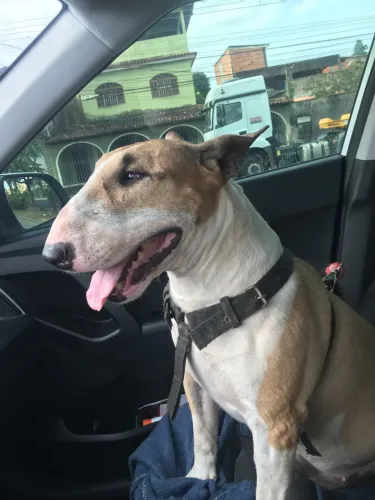 Bullterrier para monta