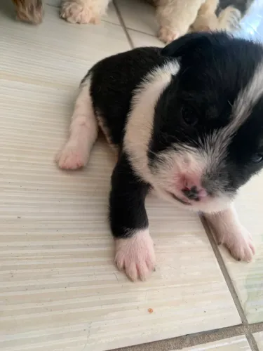 Vende-se cachorro