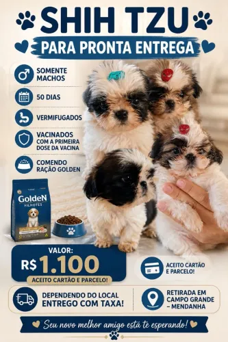 Shih tzu machos