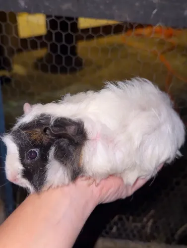Porquinho da índia abssinio macho