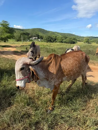 VACA GIR LEITEIRA P.O
