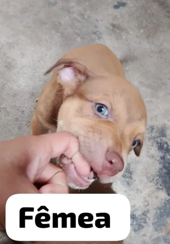 Filhote Pitbull fêmea aceita cartão