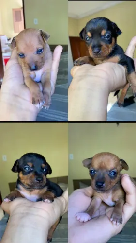 Filhotes de pinscher