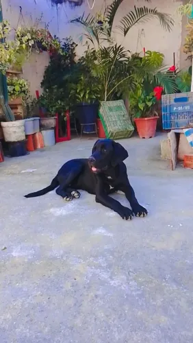 Titã (pai cane corso e mãe labradora) doação