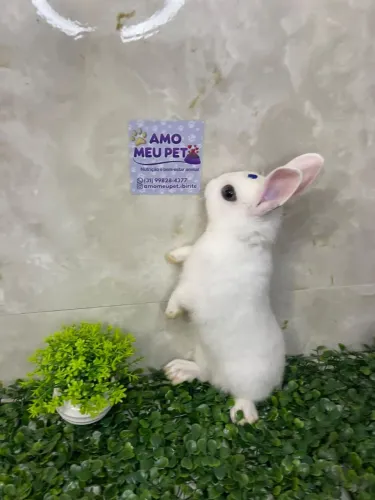 Filhotes de coelhos Netherlands Dwarf