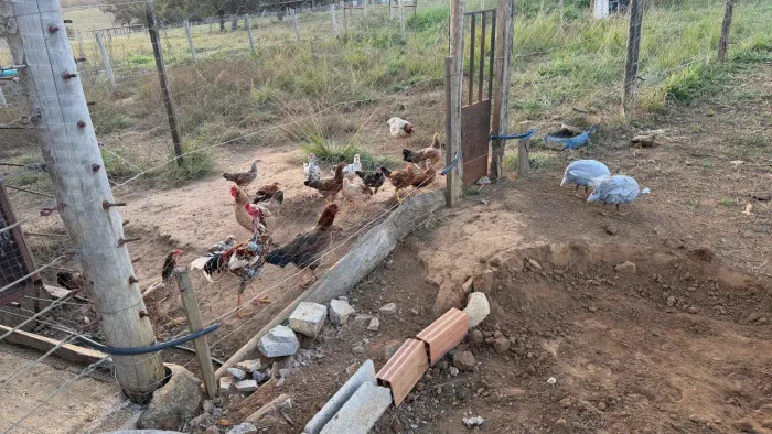 Galinha caipira buscar em Aragoiânia 