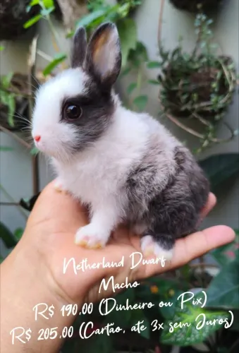Coelho Anão Netherland Dwarf 