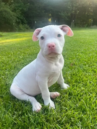 Neném Pitbull/ Pit Monster linhagem selecionada e brincalhão4