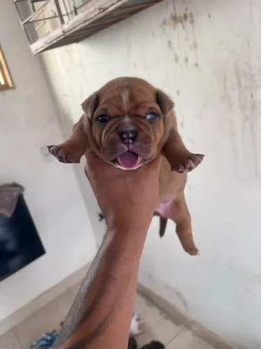 American bully