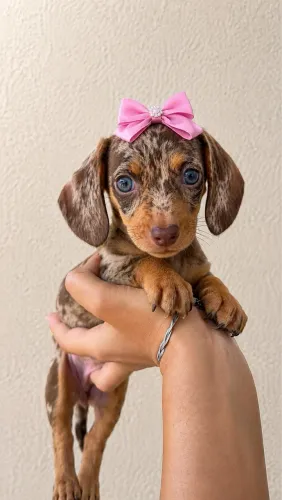 Dachshund Salsichinha kaninchen