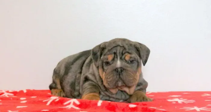 Bulldog Inglês,Bulldog Inglês Filhote Vacinado e Vermifugado