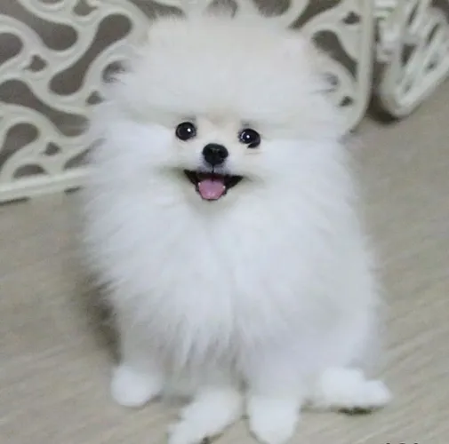 Lindos filhotes de Spitz Alemão, lulu da Pomerânia fêmea e anão 