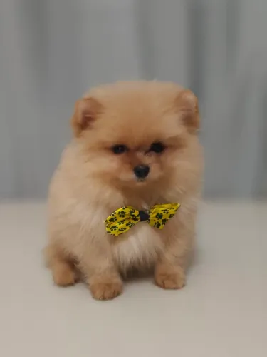 Spitz alemão macho disponível.