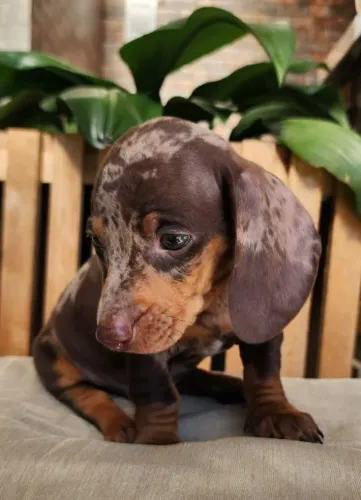 Dachshund - Lindos Filhotes a Pronta Entrega!!