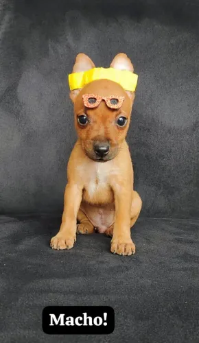 Pinscher com 60 dias vermifugado
