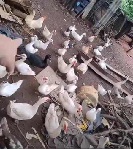 Patos 