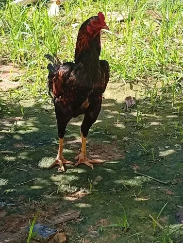 Galo Moura