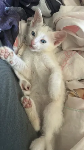 Gatos pra adoção