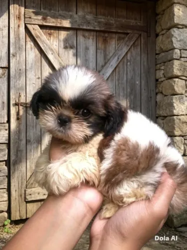 Amor de patinha 
