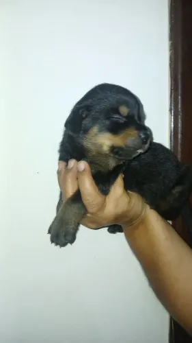 Rottweiler FILHOTES