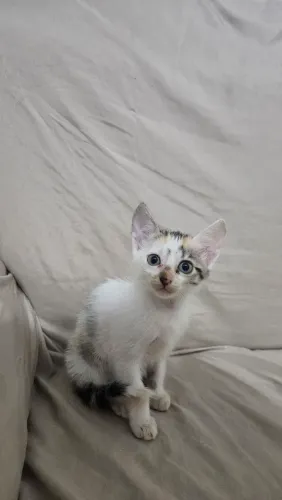 Gata fêmea para doação 