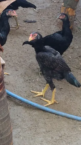 Vende-se três pintos da raça Mura com 60 dias macho valor r$ 150