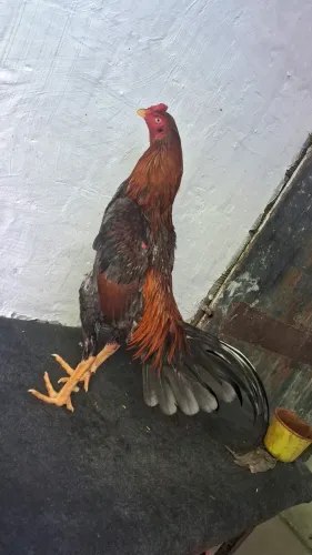 Frango