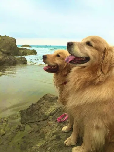 Golden retriever lindão