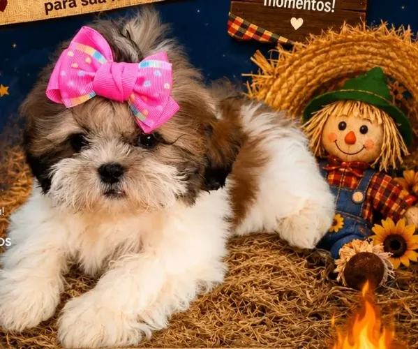 Shih tzu femea vacina importada 