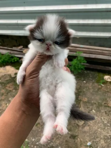 Gato Persa