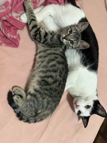casal de gatinhos para serem adoratados