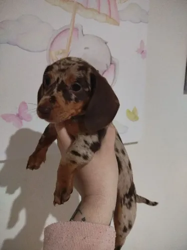 Fêmea choco merle