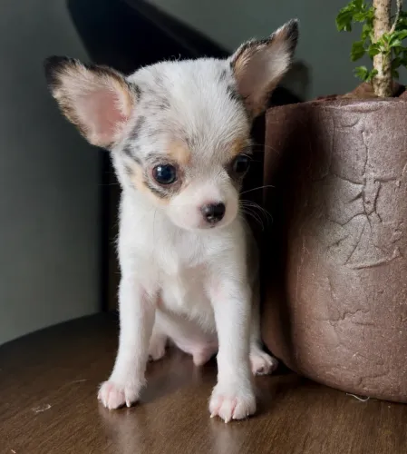 Chihuahua machinho blue merle